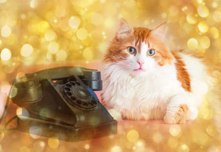 Rea adult pretty cat and retro telephone on golden backgroundの写真素材