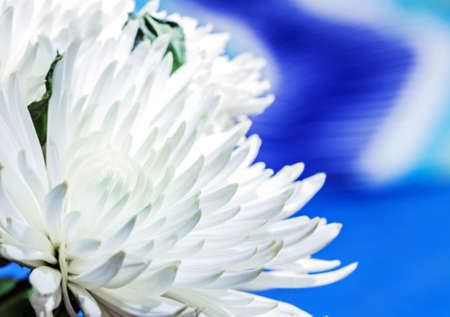 Real beauty big white blooming chrysanthemum on soft blue backgroundの写真素材