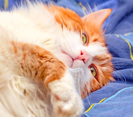 Real adult portrait of charming red cat in nirvana at blue bedの写真素材