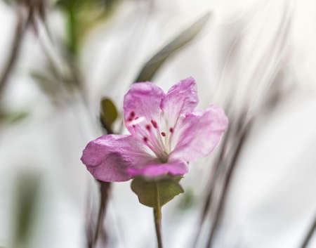 Reap pretty light purple flower of tender spring bagulnikの写真素材