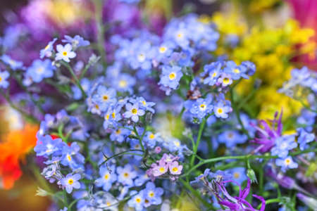 Charming real delicate bouquet with forget-me-nots flowers and multicolor momentsの写真素材