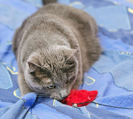 Real pretty adult gray cat and red toy on blue bedの写真素材