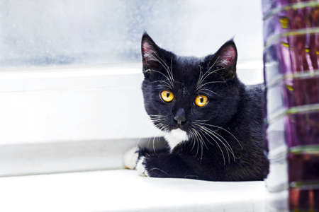 Real cute black and white young cat on white windowの写真素材