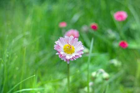 Charming pink daisy on green grass at summer early morningの写真素材