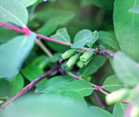 Real pretty little unripe green honeysuckle berries at summer cloudy dayの写真素材
