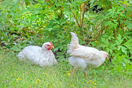 Two real white chickens in summer garden for relax timeの写真素材