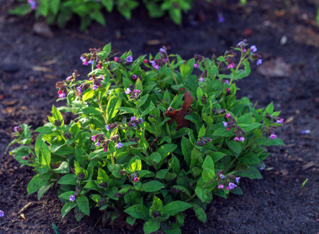 Real pretty pulmonaria tender flowers in eraly spring sunny gardenの写真素材