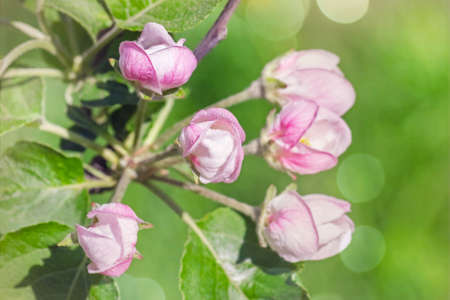 Real pretty pink buds of apple flowers on happy green leaves backgroundの写真素材