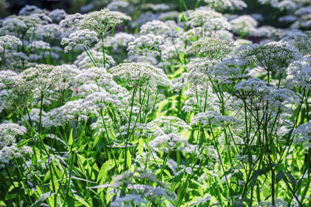 Thickets of white beautiful blooming aegopadium at happy sunny dayの写真素材