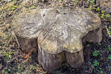 Real exactly sawn stump from tree at sunny spring dayの写真素材