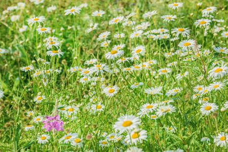 Real pretty blooming daisies in summer field on sunny dayの写真素材