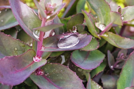 Real pretty large drop of water on charming plant leafの写真素材