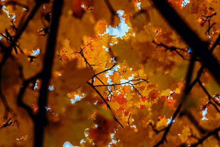 Happy look at blue sky through yellow fall maple leavesの写真素材