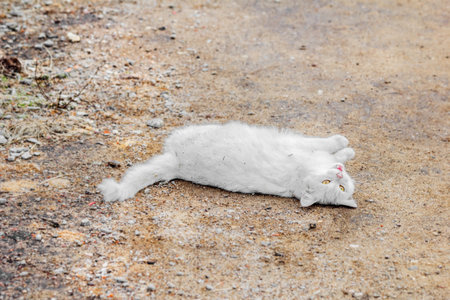 Adult pretty white cat lay down on road at cloudy morningの写真素材