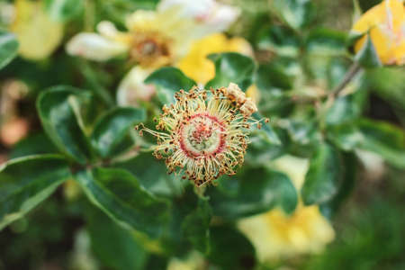 Rose flower with stamens without petals at fall cozy gardenの写真素材
