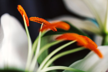 Real close-up orange stamens of white lilies for original moodの写真素材