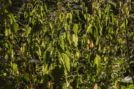 Real nettle leaves on hot summer day in deep sunの写真素材