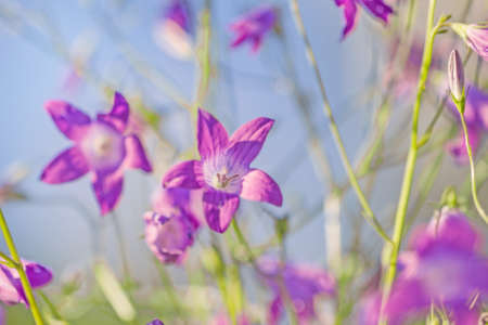 Charming purple flowers of forest bells at sunny summer happy soft morningの写真素材
