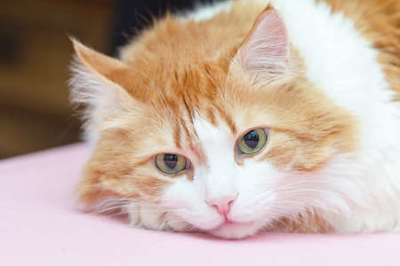 Real large portrait of thoughtful red and white beautiful catの写真素材