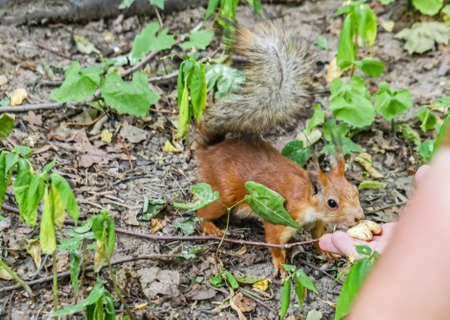 Real pretty squirrel in park eats nuts from hand at dayの写真素材