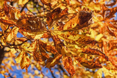 Real golden autumn chestnut leaves in sunlight happy fall weatherの写真素材