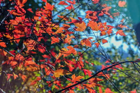 Orange-red autumn leaves on sunny day for happy real moodの写真素材