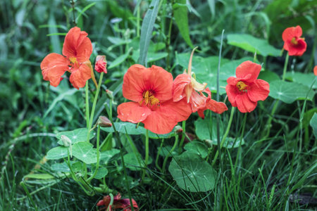 Real pretty orange flowering nasturtiums in fall mood happy gardenの写真素材