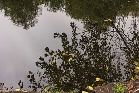 Fall branches of tree are reflected in water on cloudy dayの写真素材