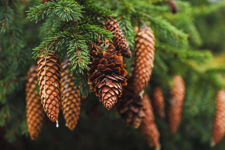 Real charming pine cones on tree branches at cloudy cozy weatherの写真素材