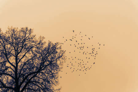 Fantasy study etude about theme of birds flying away in future autumnの写真素材