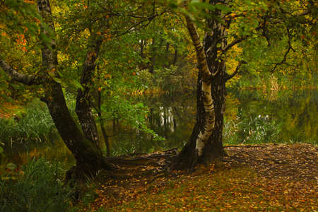 Real pretty autumn colors of trees near water at fall cozy dayの写真素材