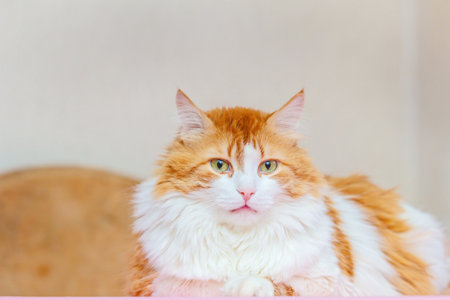 Beautiful adult red-haired and white cat looks into frame at homeの写真素材
