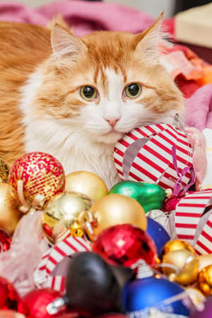 Pretty adult red and white cat and christmas tree toysの写真素材