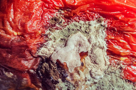 Large real multicolored mold on red tomato like symbol of timeの写真素材