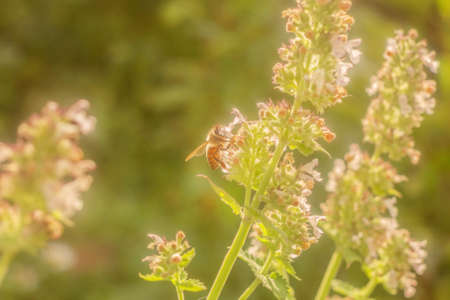 Real bee on sunny summer soft flowers at happy sunsetの写真素材