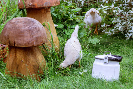 Real domestic chickens in green grass garden at summer dayの写真素材