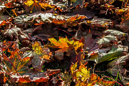 Real charming autumn maple leaves in sunlight on ground carpetの写真素材