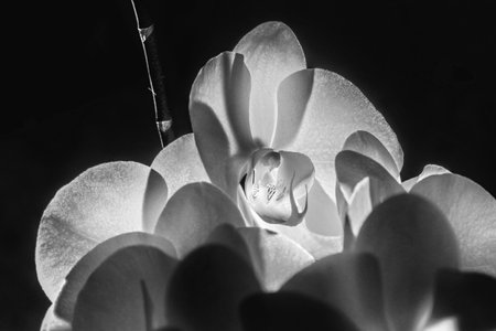 Real pretty big orchid on black background for good mood and motivation in black and whiteの写真素材