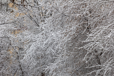 Real beauty snow-covered tree branches on winter day silence weather