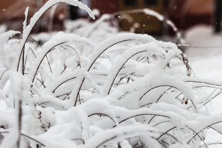 Real pretty lush snow lies on bushes at winter dayの写真素材