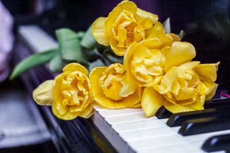 Real charming yellow tulips on piano keyboard for important moment of life