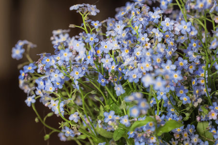 Real best pretty bouquet of fresh spring forget-me-nots for good mood