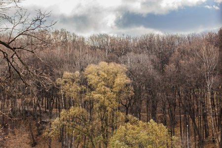 Real pretty color landscape with flying autumn trees in park relax mood