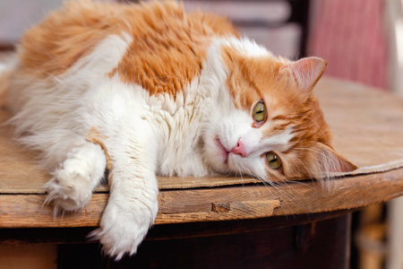Beautiful red-haired white cat lies in relaxation on wooden boardの写真素材