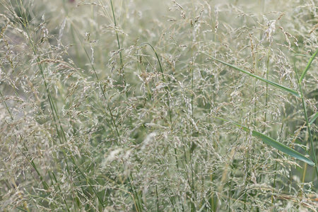 Real day charming summer field grass for romantic mood and compositionの写真素材