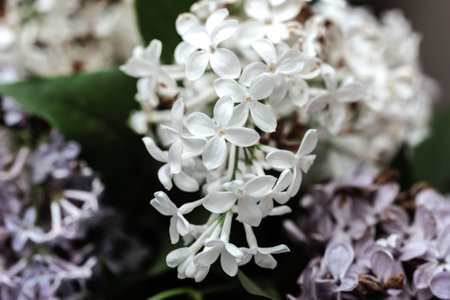 Real charming bunch of white blooming lilac for romantic moodの写真素材