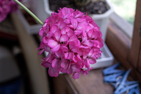 Real charming pink geranium hat for good moood every dayの写真素材