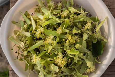 Really pretty freshly picked lime flowers in colanderの写真素材