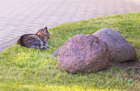 Real adult pretty gray striped cat and two large stonesの写真素材