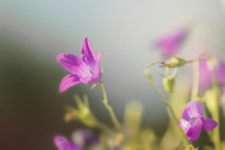 Charming real meadow purple flowers bluebells at summer happy dayの写真素材